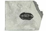 Inflated Isotelus Trilobite - Walcott-Rust Quarry, NY #231919-5